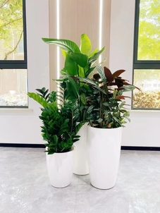 体验慈溪盆景租摆设计,邂逅自然之境